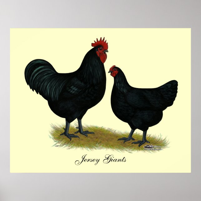 Póster Jersey Giant Chickens (Frente)