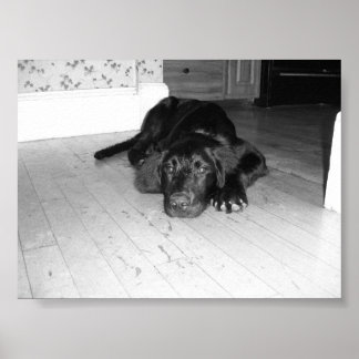 Poster Jett em hardwood