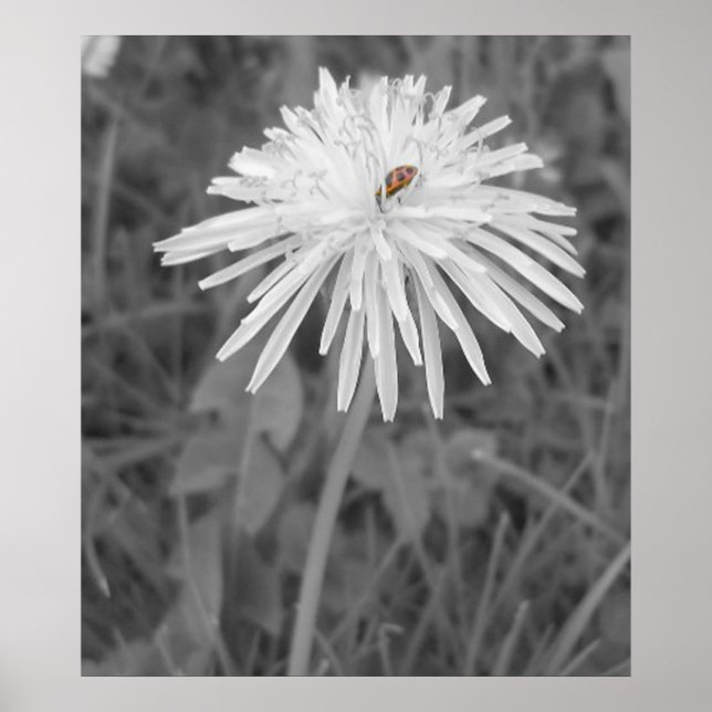 Póster Joaninha (Frente)