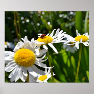 Póster Joaninha e margaridas