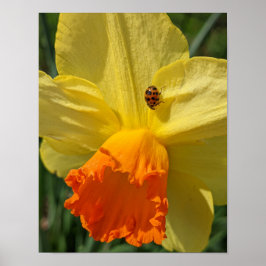 Poster Joaninha em Flor de Narciso Amarela Floral