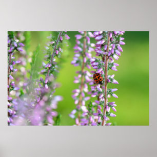 Poster Joaninha em flores roxas
