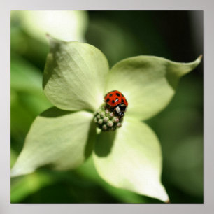 Poster Joaninha na Flor de Corniso Branco Close Up