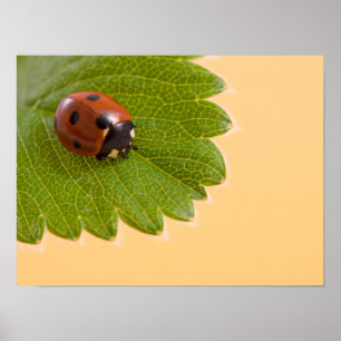 Póster Joaninha na folha verde