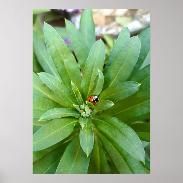 Poster Joaninha nas Flores (Frente)