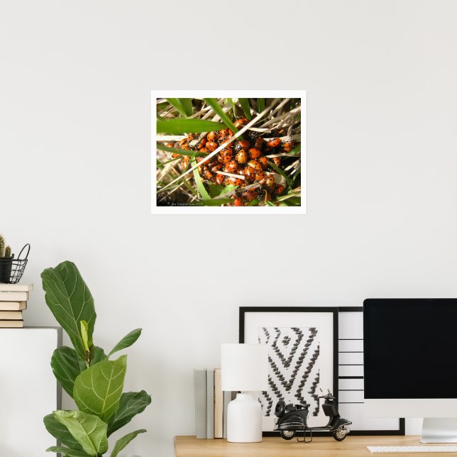 Poster Joaninhas (Coccinellidae) (Escritório em casa)