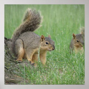 Póster Jogando esquilos