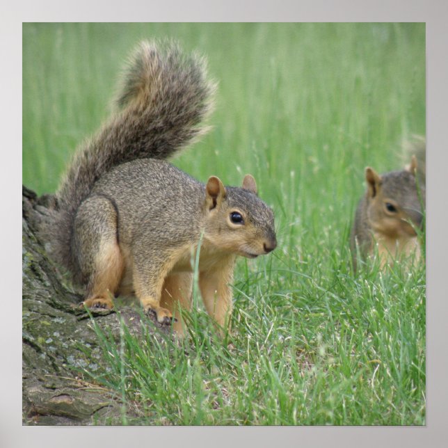 Póster Jogando esquilos (Frente)