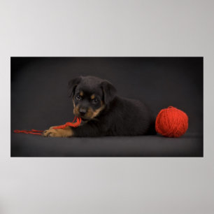 Poster Jogando o filhote de cachorro 5