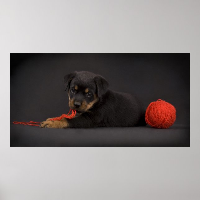 Poster Jogando Puppy 5 (Frente)