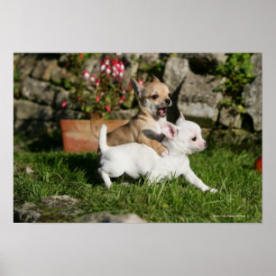Poster Jogo do filhote de cachorro da chihuahua