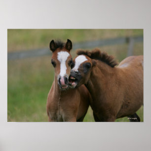 Póster Jogo dos potros