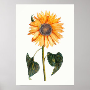 Poster Johannes Teyler's Sunflower