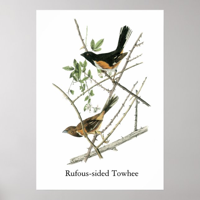 Póster John Audubon Rufous Sided Towhere (Frente)