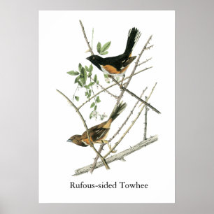 Póster John Audubon Rufous-tomou partido Towhee