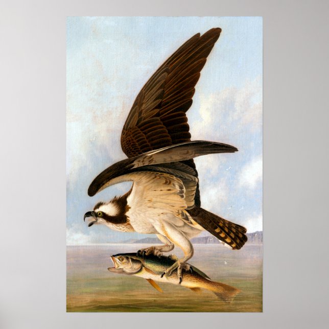 Poster John James Audubon Osprey e Weakfish (Frente)
