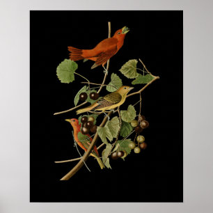 Poster John James Audubon ~ Pássaros Vermelhos de Verão ~