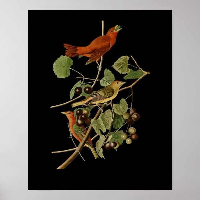 Poster John James Audubon ~ Pássaros Vermelhos de Verão ~ (Frente)