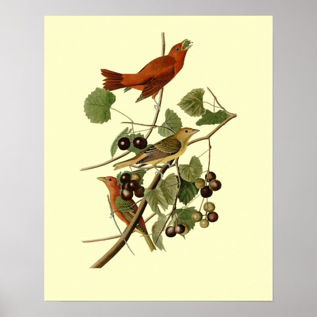Poster John James Audubon ~ Pássaros Vermelhos de Verão ~ (Frente)