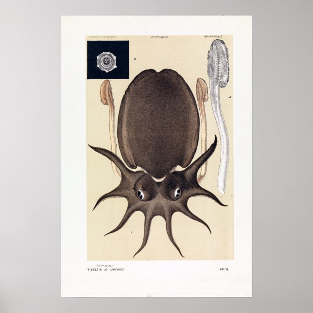 Poster John James Wild Large Melbourne Sepia (Frente)