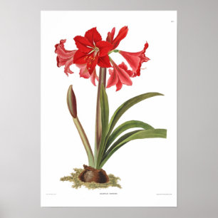Póster Johnsoni do Amaryllis