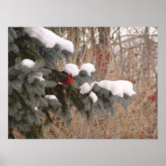 Poster Joias entre árvores