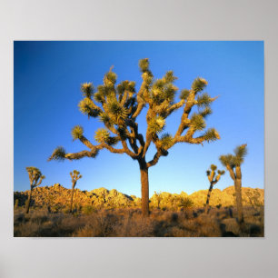 Poster Joshua Tree National Park, California. USA.