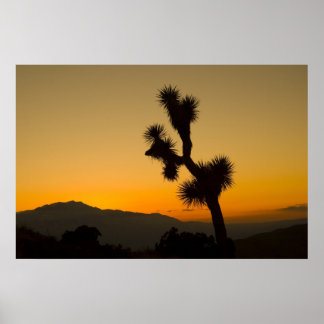 Poster Joshua Tree Sunset