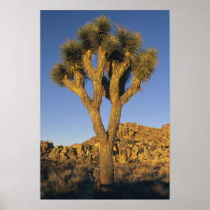 Poster Joshua Tree, Yucca brevifolia) e granito