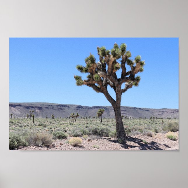 Poster Joshua Trees em Goldfield, Deserto de Nevada (Frente)
