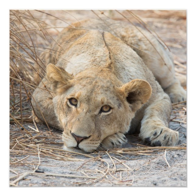 Póster Jovem (Frente)