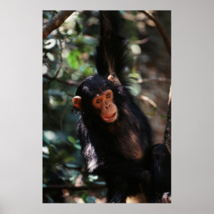 Poster Jovem Chimpanzé