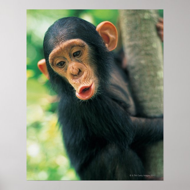 Poster Jovem Chimpanzé (Pan troglodytes) (Frente)
