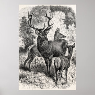 Póster Jovem corça da gama do veado da ilustração do