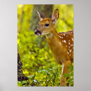 Póster Jovem corça dos cervos de Whitetail no peixe