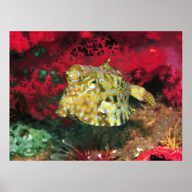 Poster Jovem Cowfish (Frente)