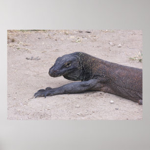 Poster Jovem Dragão