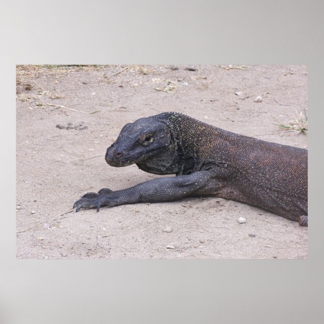 Poster Jovem Dragão (Frente)