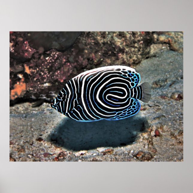 Poster Jovem Imperador (Frente)