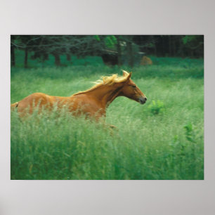 Poster Jovem Stallion Atravessa O Prado