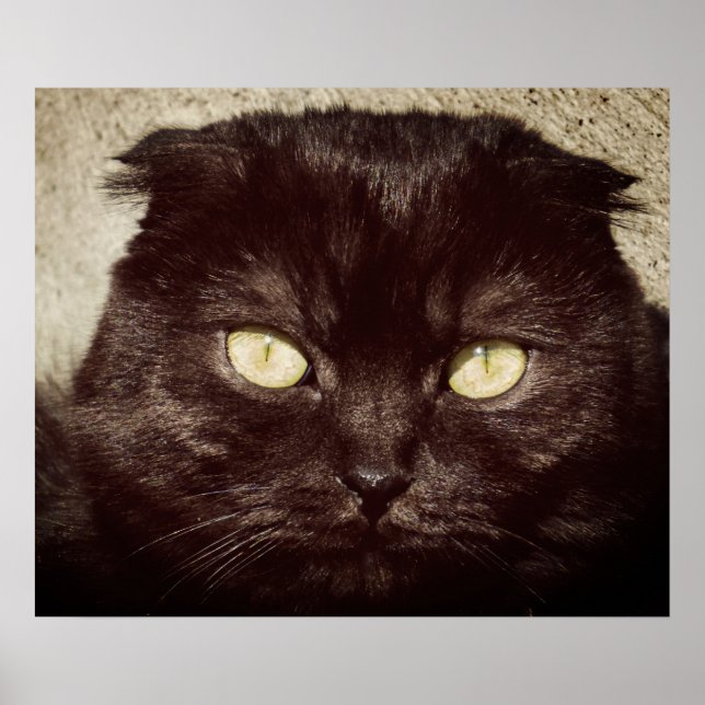 Póster Jovens Munchkin Kitten Face (Frente)