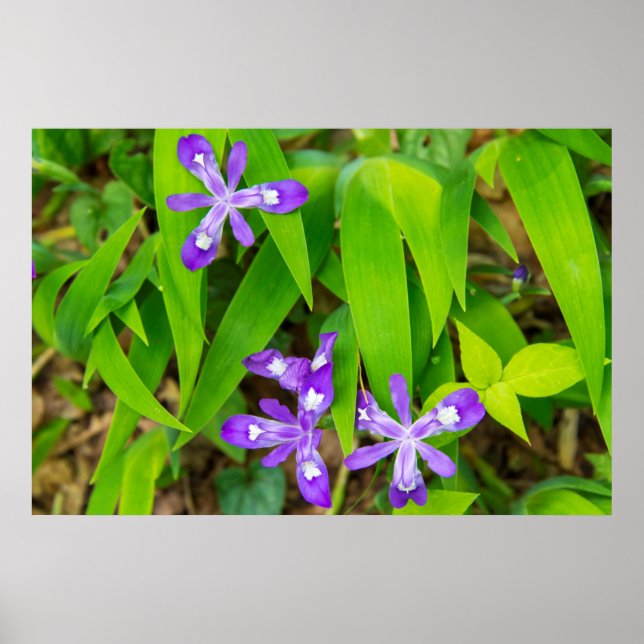 Poster Joyce Kilmer-Slickrock Wilderness 2 (Frente)