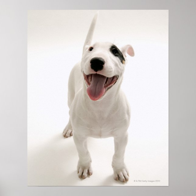 Poster Joyful Bull terrier (Frente)