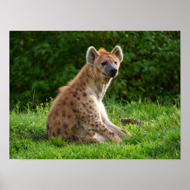 Poster Joyful Hyena Amidst Greenery (Frente)