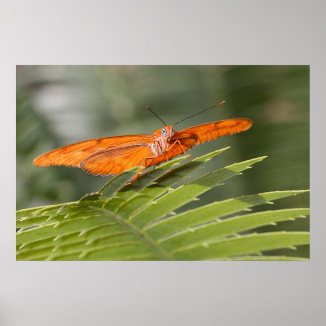 Poster Julia Butterfly em uma folha (Frente)