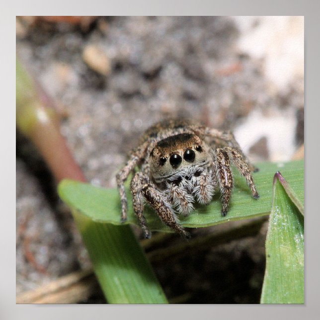 Póster Jumper (Frente)