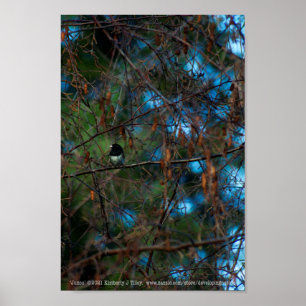 Poster Junco