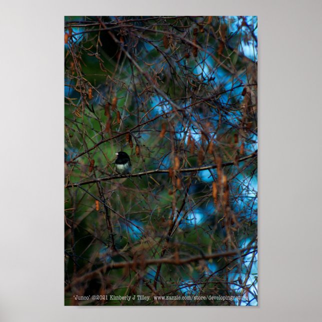 Poster Junco (Frente)