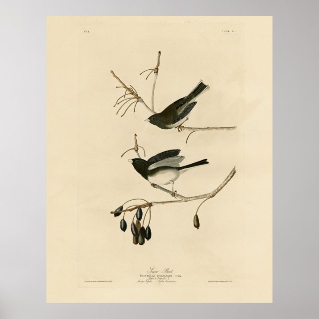 Poster Junco de olhos negros - das Aves da América de Aud (Frente)