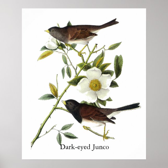 Póster Junco de olhos negros - John James Audubon (Frente)